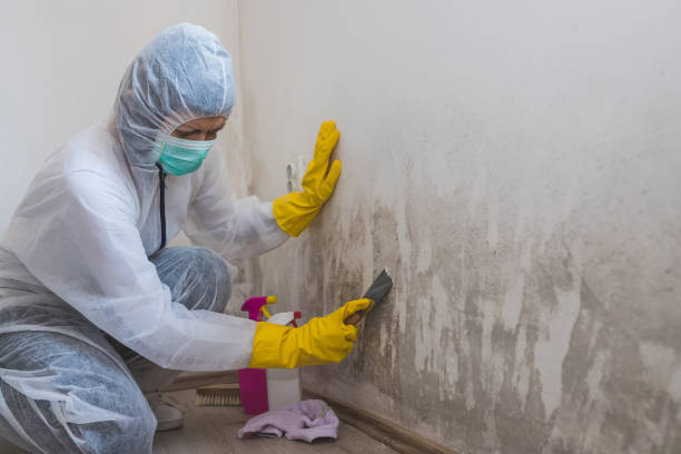 Why You Should Choose Our Mold Remediation Services in Newton, KS